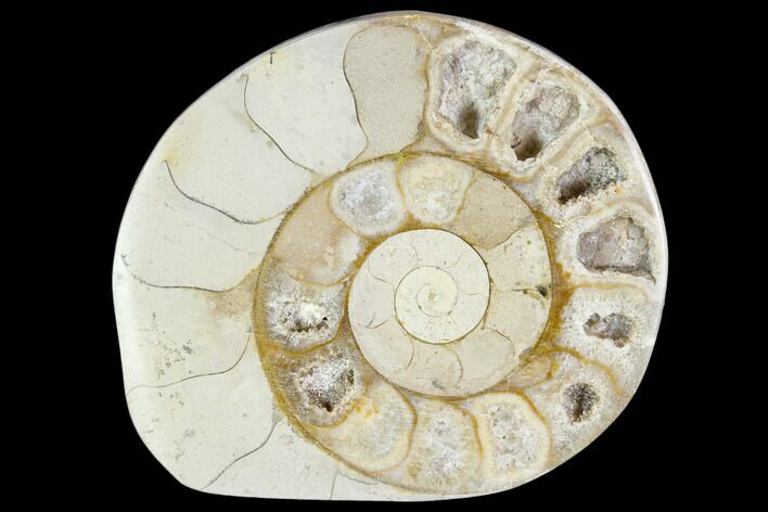 Polished Ammonite (Hildoceras) Fossil - England #103992
